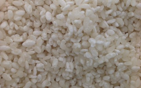 Koji Growing on Rice